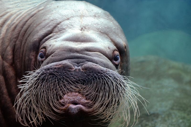 Animals – 3