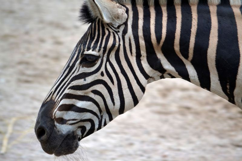 Animals – 4