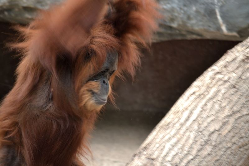 Animals – 5