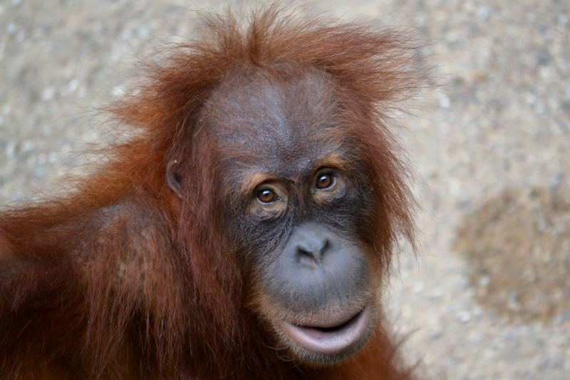 Animals – 6