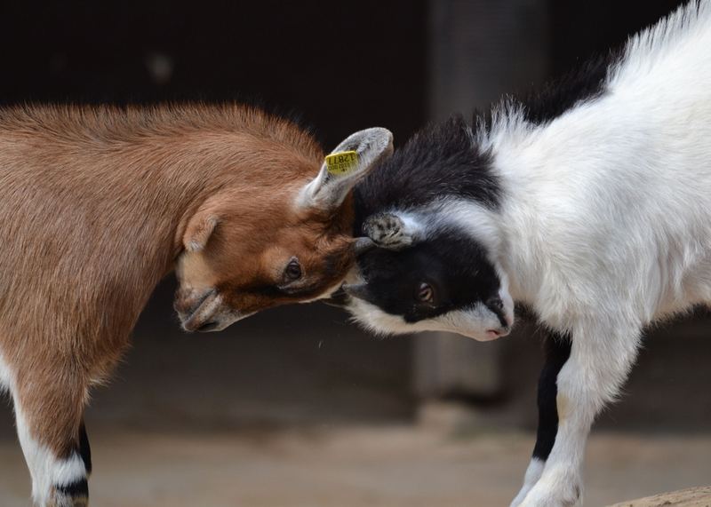 Animals – 8