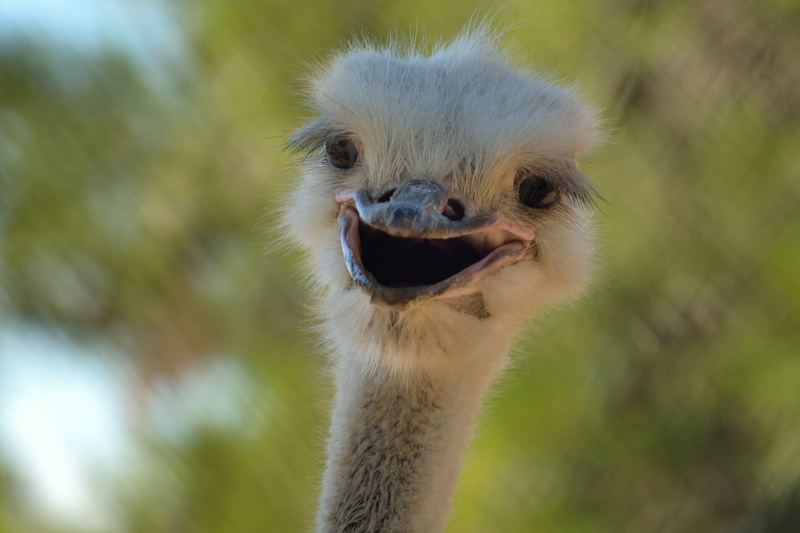 Animals – 9