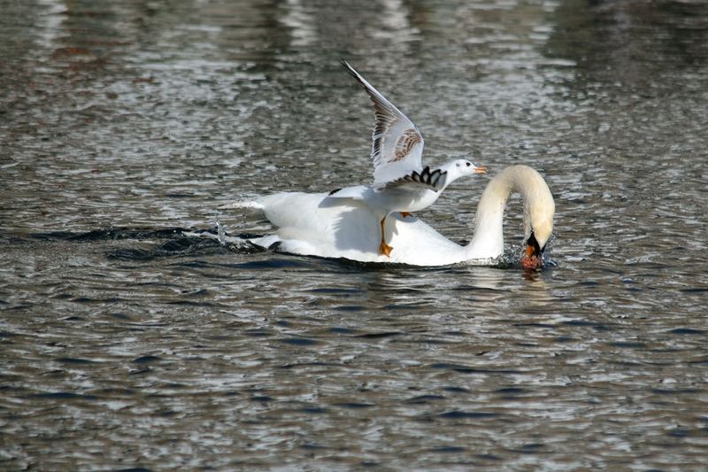 Animals – 10