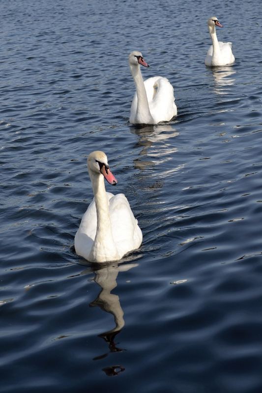 Animals – 11