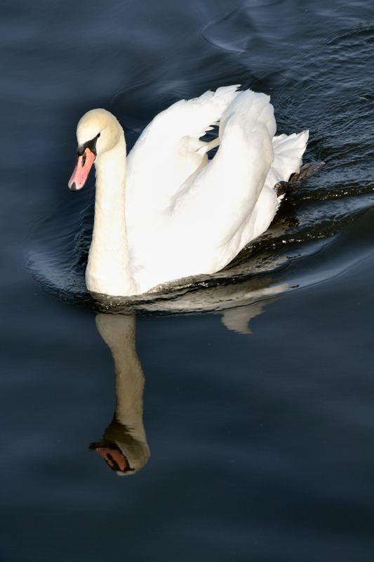 Animals – 14