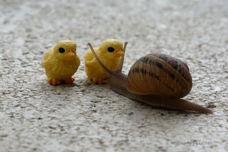 Animals – 15