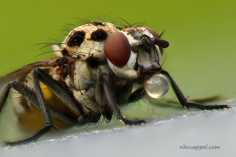 Macro – 2