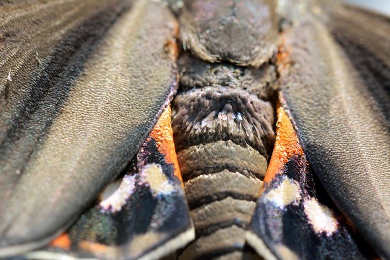 Macro – 10