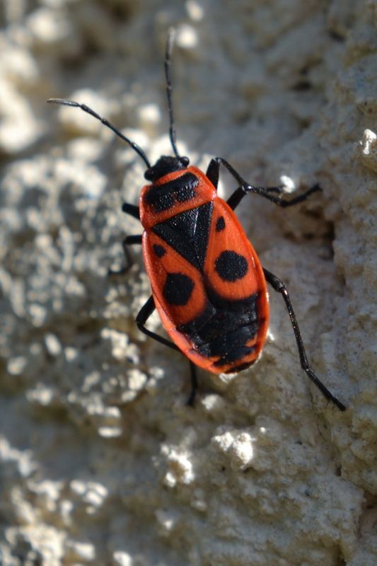Macro – 13