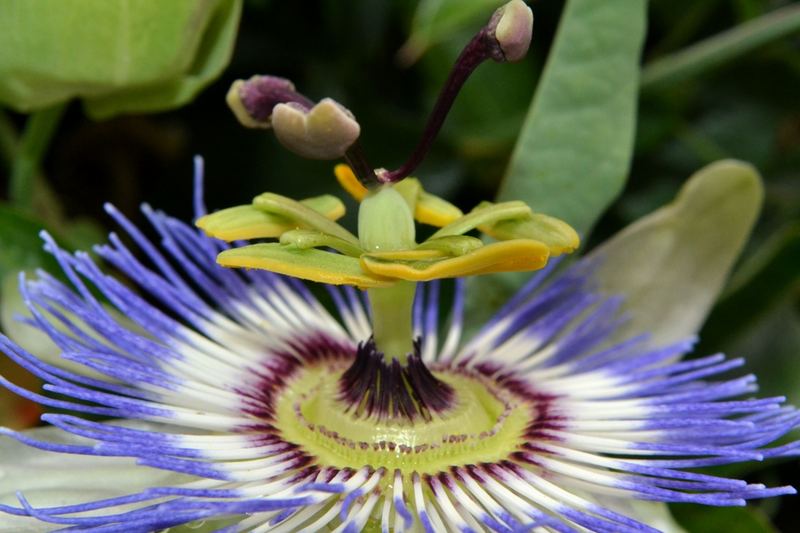 Macro – 15