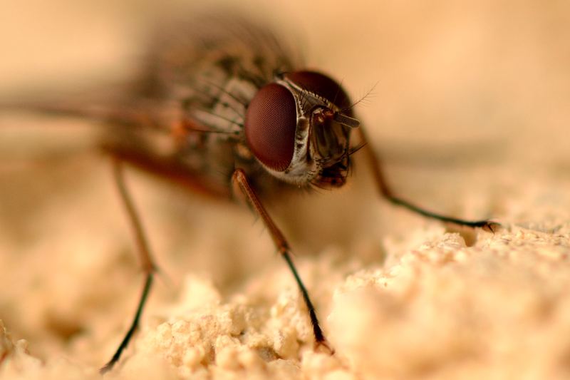 Macro – 17