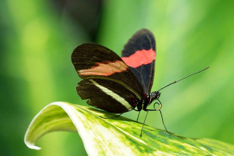 Macro – 18