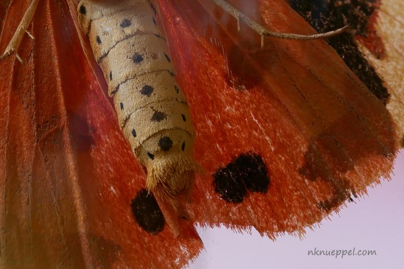 Macro – 23
